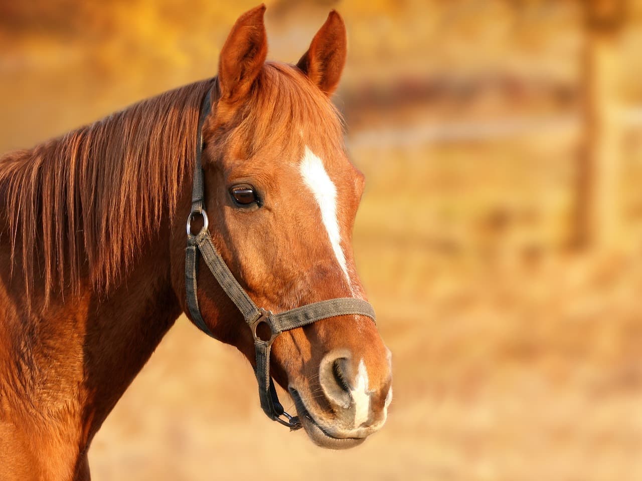 Reitweisen im Vergleich: Klassisch, Western, Akademisch & mehr